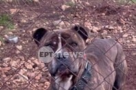 ΝΕΚΡΟ ΠΑΙΔΙ ΖΑΚΥΝΘΟΣ