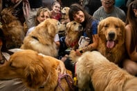 Μπουένος Άιρες: Ρεκόρ γκίνες διεκδικούν χιλιάδες golden retriever 