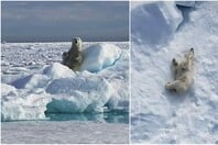 National Geographic: Viral στα social media πολική αρκούδα που παίζει με το χιόνι