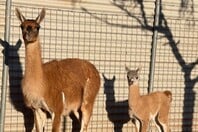 ΚΑΛΑΒΡΥΤΑ ΖΩΟΛΟΓΙΚΟΣ ΚΗΠΟΣ