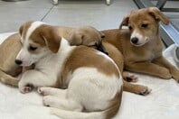 Νέο κουταβάκι ή γατάκι; Οδηγός για «Νέους Γονείς» που θέλουν να κάνουν ένα σωστό και ισορροπημένο ξεκίνημα