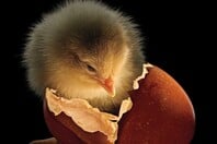 Οι καλύτερες φωτογραφίες του National Geographic για το 2025