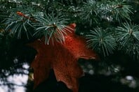 ΚΑΚΟΚΑΙΡΙΑ ΧΡΙΣΤΟΥΓΕΝΝΑ ΕΚΤΑΚΤΟ ΚΑΙΡΟΣ