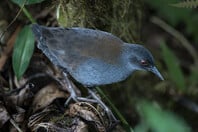 «Μετά από 200 χρόνια βλέπουμε ξανά αυτό το είδος»: Τα σπάνια πουλιά που επιστρέφουν στα νησιά Γκαλαπάγκος