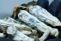 ΨΥΧΕΔΕΛΙΚΑ ΜΑΝΙΤΑΡΙΑ ΜΑΓΙΚΑ ΠΩΣ ΔΡΟΥΝ