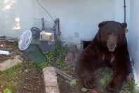 «Ακούγεται σαν δράκος»: Mαύρη αρκούδα έχει εγκατασταθεί κάτω από σπίτι στην Καλιφόρνια