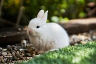 ΙΑΠΩΝΙΑ ΚΟΥΝΕΛΙΑ ΝΗΣΙ ΕΠΙΣΚΕΠΤΕΣ