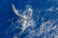 30x30: Μια παγκόσμια πρωτοβουλία που προστατεύει τις ελληνικές θάλασσες 