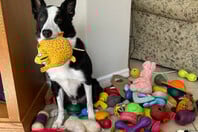 ΣΚΥΛΟΙ ΜΕΛΕΤΗ ΛΕΞΕΙΣ 