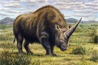 Γεύμα λύκου που διατηρήθηκε στη Σιβηρία επί 14.400 χρόνια ρίχνει «φως» στον μάλλινο ρινόκερο