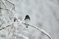 ΚΑΙΡΟΣ ΧΙΟΝΙΑ ΜΑΡΟΥΣΑΚΗΣ