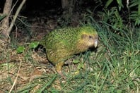 ΝΕΑ ΖΗΛΑΝΔΙΑ ΠΑΠΑΓΑΛΟΣ ΑΝΑΠΑΡΑΓΩΓΗ