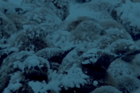 ΠΙΓΚΟΥΙΝΟΙ ΑΡΣΕΝΙΚΟΙ ΑΥΓΑ ΘΥΣΙΑ