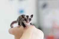 ΕΠΕΞ H ζωή μου με ένα sugar glider