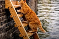 Το Άμστερνταμ τοποθετεί ειδικές σκάλες για να σκαρφαλώνουν οι γάτες που πέφτουν στα κανάλια του