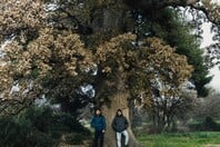 Οι Φίλοι της Βελανιδιάς θέλουν να σώσουν ένα πανάρχαιο δέντρο