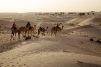 Σαουδική Αραβία: Γιατί οι καμήλες θα αποκτήσουν διαβατήρια