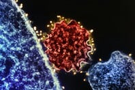 NIPAH ΙΟΣ ΜΠΑΝΓΚΛΑΝΤΕΣ