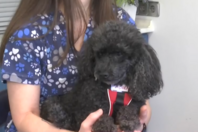 Σκύλος σε ρόλο βοηθού οδοντίατρου στη Θεσσαλονίκη: Η θεραπευτική υποστήριξη ασθενών με τη βοήθεια ζώων