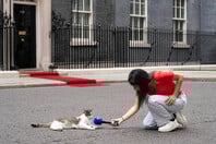 ΒΡΕΤΑΝΙΑ ΓΑΤΟΣ ΛΑΡΙ ΝΤΑΟΥΝΙΝΓΚ ΣΤΡΙΤ