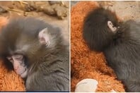 Ιαπωνία: Viral μαϊμουδάκι που εγκαταλείφθηκε από τη μαμά του και βρήκε παρηγοριά σε λούτρινο αρκουδάκι