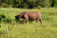 ΡΙΝΟΚΕΡΟΣ ΗΠΑ ΑΦΡΙΚΗ ΚΟΛΛΥΡΙΟ