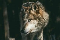 ΛΥΚΟΣ ΠΑΡΝΗΘΑ 