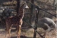 ΜΕΜΦΙΣ ΣΤΡΟΥΘΟΚΑΜΗΛΟΣ ΚΑΜΗΛΟΠΑΡΔΑΛΗ