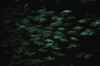 Η άνοδος της θερμοκρασίας των ωκεανών προκαλεί δραματική μείωση της θαλάσσιας ζωής