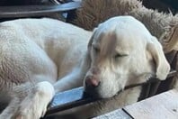 ΣΚΥΛΟΣ ΑΣΠΡΟΥΛΗΣ ΔΙΑΣΩΣΗ ΜΕΤΣΟΒΟ ΟΡΕΙΒΑΤΕΣ