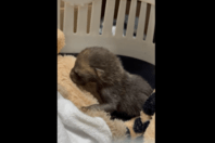 ΜΩΡΟ ΑΛΕΠΟΥ ΑΛΣΟΣ ΠΕΡΙΣΤΕΡΙΟΥ