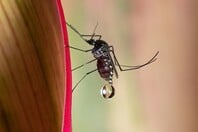 ΚΟΥΝΟΥΠΙΑ ΕΡΕΥΝΑ ΤΣΙΜΠΗΜΑ