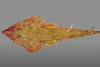 ΚΑΡΧΑΡΙΑΣ ΚΙΘΑΡΑ