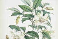 ΔΑΡΒΙΝΟΣ ΚΕΙΜΠΡΙΤΖ ΜΑΘΗΜΑ ΒΟΤΑΝΙΚΗ