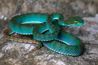 Τιρκουάζ οχιά και «ιπτάμενο φίδι» ανάμεσα στα σπάνια είδη που ανακαλύφθηκαν σε σπήλαιο στην Καμπότζη