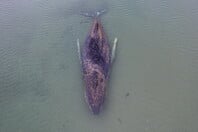 ΦΑΛΑΙΝΑ ΓΕΡΜΑΝΙΑ ΔΙΑΣΩΣΗ