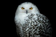 ΚΟΥΚΟΥΒΑΓΙΑ ΟΗΕ ΕΙΔΗ ΖΩΑ