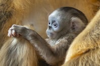 ΒΕΛΓΙΟΣ ΧΡΥΣΟΡΡΥΓΧΟΣ ΠΙΘΗΚΟΣ