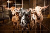 Μαντρί στον 16ο όροφο: Τι επιτρέπει και τι απαγορεύει ο νόμος