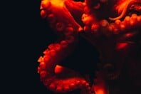 ΧΤΑΠΟΔΙ ΠΛΟΚΑΜΙ ΖΕΥΓΑΡΩΜΑ