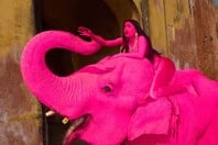 ΡΟΖ ΕΛΕΦΑΝΤΑΣ ΑΝΤΙΔΡΑΣΕΙΣ