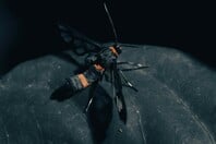 ΕΠΩΔΥΝΟ ΤΣΙΜΠΗΜΑ ΚΟΣΜΟΣ