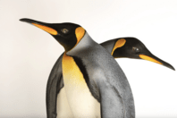 Οι αυτοκρατορικοί πιγκουίνοι θεωρούνται πλέον απειλούμενο είδος