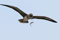 ΣΠΑΝΙΟ ΣΤΙΓΜΙΟΤΥΠΟ ΠΤΗΝΟ NATIONAL GEOGRAPHIC