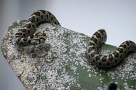 ΣΥΡΟΣ ΔΑΓΚΩΜΑ ΟΧΙΑ ΦΙΔΙ 13ΧΡΟΝΟΣ