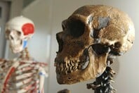 ΜΕΛΕΤΗ ΕΞΕΛΙΞΗ ΑΝΘΡΩΠΟΥ HOMO SAPIENS
