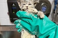 ΓΑΤΑ ΚΟΛΛΑ ΗΠΑ