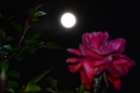 ΠΑΝΣΕΛΗΝΟΣ ΜΑΪΟΥ 