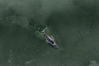 ΦΑΛΑΙΝΑ ΔΙΑΣΩΣΗ ΓΕΡΜΑΝΙΑ