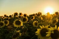 ΚΑΙΡΟΣ ΤΣΑΤΡΑΦΥΛΛΙΑΣ ΚΑΛΟΚΑΙΡΙΑ